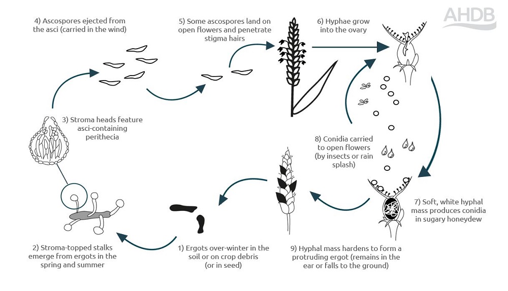 A diagram showing the key stages in the ergot life cycle.